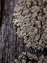 Parmeliopsis ambigua