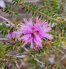 Melaleuca squamea