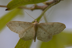 Idaea fuscovenosa
