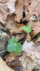 Ranunculus recurvatus
