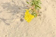 Oenothera lavandulifolia