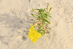 Oenothera lavandulifolia