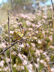 Argiope australis