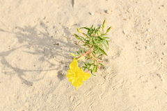 Oenothera lavandulifolia