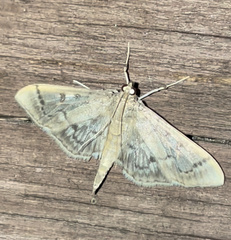 Herpetogramma aeglealis