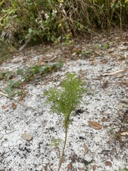 Eupatorium capillifolium