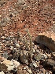 Cylindropuntia acanthocarpa