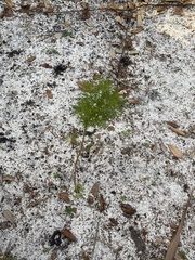 Eupatorium capillifolium