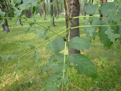 Fraxinus excelsior