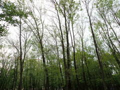 Fraxinus excelsior