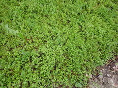 Stellaria media