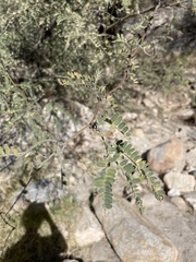 Vachellia constricta