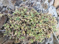 Spergularia macrotheca