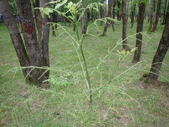 Fraxinus excelsior