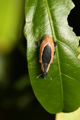 Heilipus