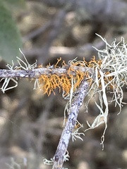 Teloschistes flavicans