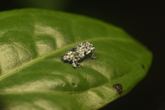 Peridinetus irroratus