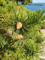 Pinus rigida