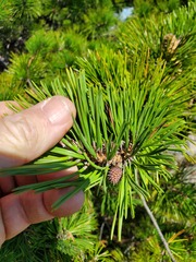 Pinus rigida