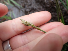 Carex leporina
