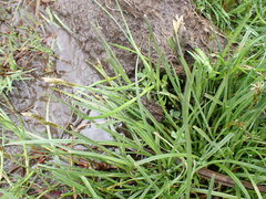 Carex leporina