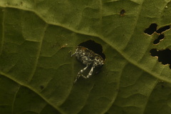 Peridinetus irroratus