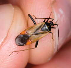 Adelphocoris seticornis