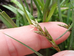 Carex leporina