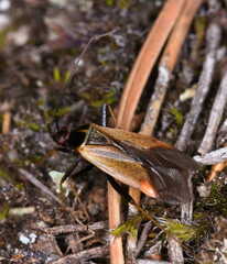 Adelphocoris seticornis