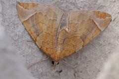Eulithis testata