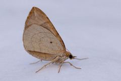 Eulithis testata