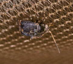 Charagochilus gyllenhalii