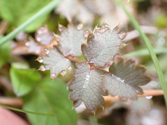 Acaena inermis