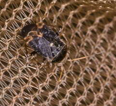 Charagochilus gyllenhalii