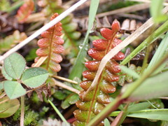 Blechnum penna-marina