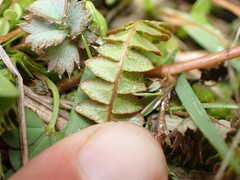 Blechnum penna-marina