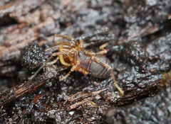 Triaenonychidae
