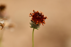 Perdita albipennis
