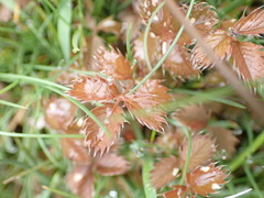 Argentina anserinoides