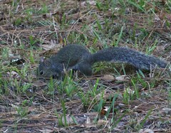 Sciurus carolinensis carolinensis