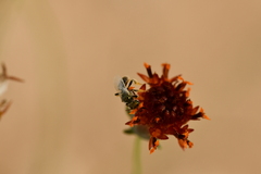 Perdita albipennis