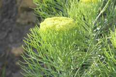 Hymenolepis