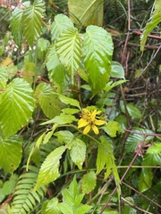 Bidens reptans