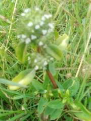 Spermacoce dasycephala