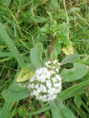 Spermacoce dasycephala