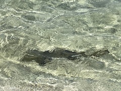 Negaprion brevirostris