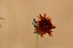 Perdita albipennis