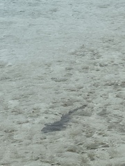 Negaprion brevirostris