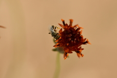 Perdita albipennis