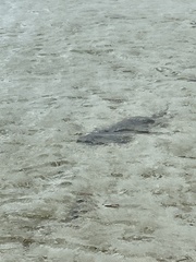 Negaprion brevirostris